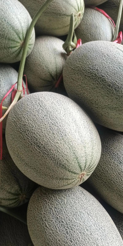 2024哈密瓜多少钱一斤 2024哈密瓜多少钱一斤