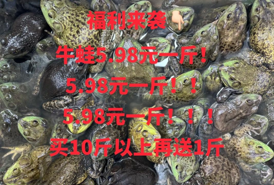 2024年牛蛙多少钱一斤 2024年牛蛙多少钱一斤