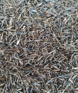 2024年格桑花种子多少钱一斤 2024年格桑花种子多少钱一斤