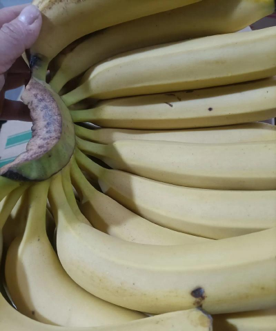 2024年香蕉多少钱一斤 2024年香蕉多少钱一斤