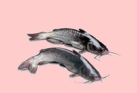 梭边鱼是什么鱼种 梭边鱼是什么鱼种