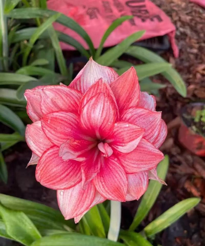 朱顶红什么季节开花 朱顶红什么季节开花