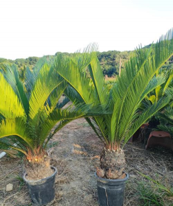 铁树喜欢阳光吗 铁树喜欢阳光吗