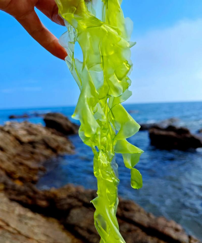 海带生长在哪里 一般生长在什么地方 海带生长在哪里 一般生长在什么地方