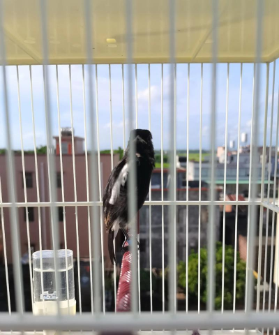 黑子鸟养殖方法和注意事项 黑子鸟养殖方法和注意事项