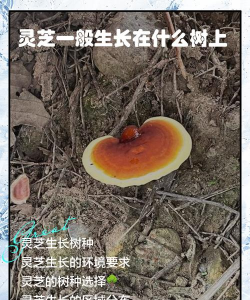 灵芝生长在什么树上 灵芝生长在什么树上