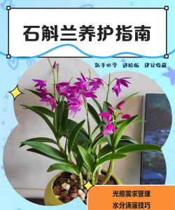 石斛兰好养吗 养殖方法和养护要点 石斛兰好养吗 养殖方法和养护要点