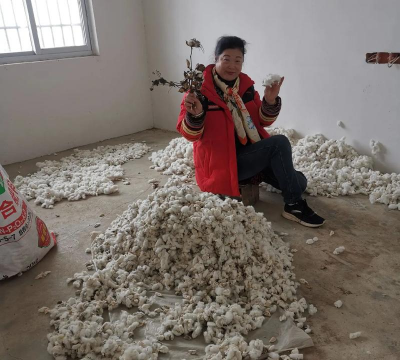 收棉花是什么季节 收棉花是什么季节