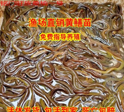 2024年黄鳝小苗一斤多少钱 2024年黄鳝小苗一斤多少钱