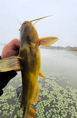 2024年黄辣丁多少钱一斤 2024年黄辣丁多少钱一斤