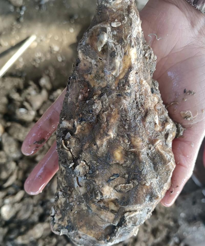 蓬莱市的特产有哪些 蓬莱市的特产有哪些