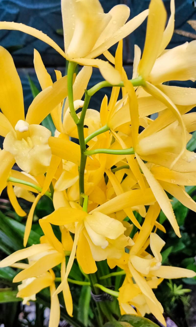 金黄素兰花在什么季节开花 金黄素兰花在什么季节开花