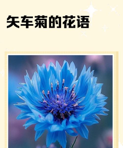 不同颜色矢车菊的花语 不同颜色矢车菊的花语