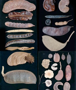 豆科植物有哪些 豆科植物有哪些