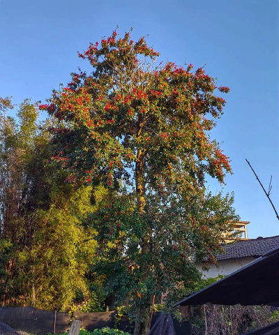 红果树是什么果树 红果树是什么果树