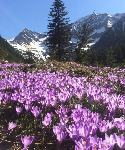 番红花的花语是什么 番红花的花语是什么