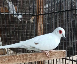 雪鸽养殖方法和注意事项 雪鸽养殖方法和注意事项