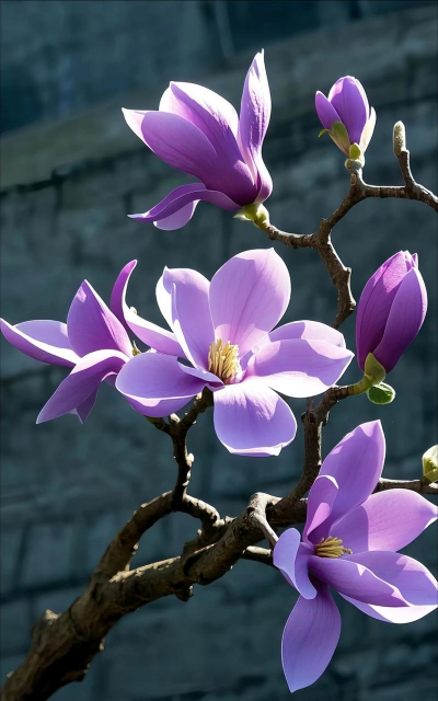 玉兰花是什么颜色 玉兰花是什么颜色