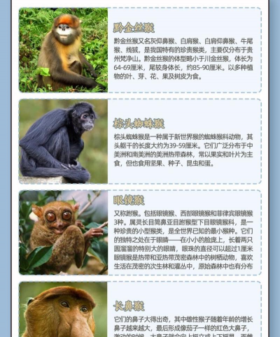 猴子养殖的方法和注意事项 猴子养殖的方法和注意事项