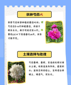 什么时候适合种植芍药 什么时候适合种植芍药