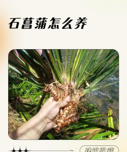 菖蒲养殖方法和注意事项 菖蒲养殖方法和注意事项