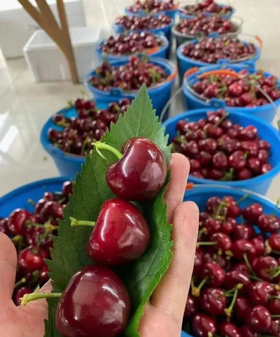 2024年美早樱桃多少钱一斤 2024年美早樱桃多少钱一斤