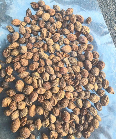 2024年益智仁多少钱一斤 2024年益智仁多少钱一斤