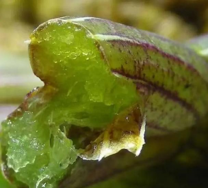 2024年好石斛多少钱一斤 2024年好石斛多少钱一斤