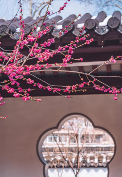 南京市花是什么 南京市花是什么