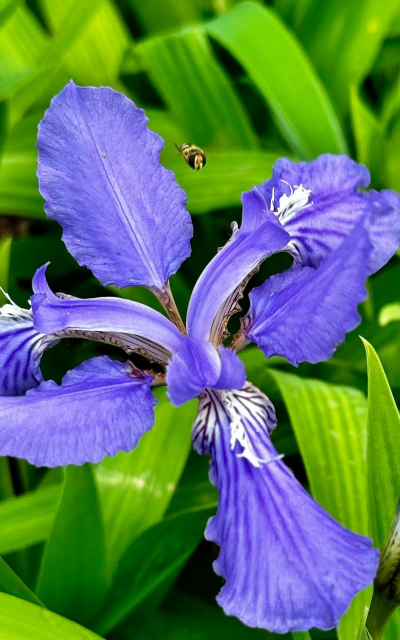 鸢尾花的花期有多长 鸢尾花的花期有多长
