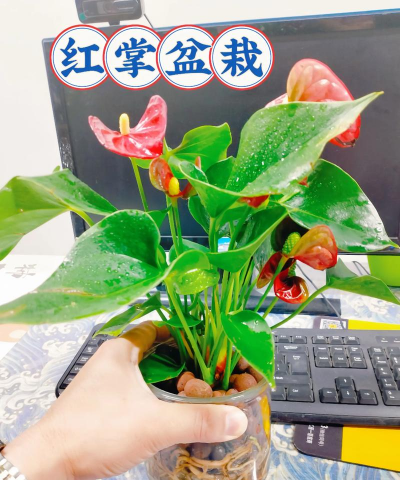 红掌好养活吗 容易养活吗 红掌好养活吗 容易养活吗