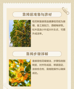 桂花树的嫁接时间和方法 桂花树的嫁接时间和方法