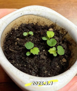 草莓种子几天发芽 草莓种子几天发芽