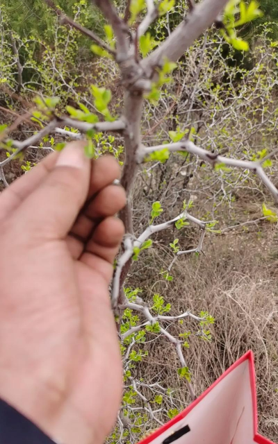 枣树苗什么时候发芽长叶 枣树苗什么时候发芽长叶