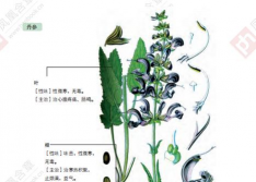 2024年丹参多少钱一斤 2024年丹参多少钱一斤