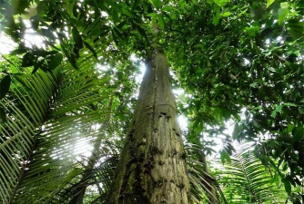 2024年沉香树多少钱一棵 2024年沉香树多少钱一棵