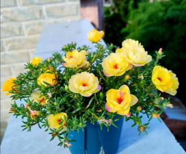 户外养什么花不怕晒 户外养什么花不怕晒