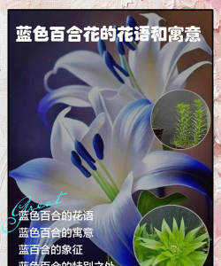 蓝百合花语是什么意思 蓝百合花语是什么意思
