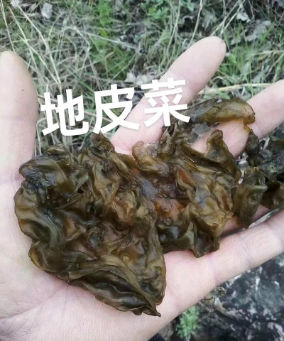 2024年地皮菜价格多少钱一斤 2024年地皮菜价格多少钱一斤