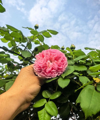 月季花属于什么本 月季花属于什么本