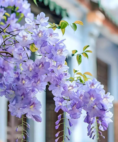 紫色什么花有哪些 紫色什么花有哪些