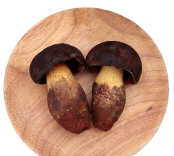 2024年牛肝菌多少钱一斤 2024年牛肝菌多少钱一斤