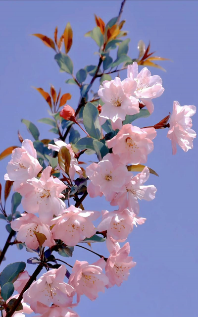 春天有哪些粉色花 春天有哪些粉色花