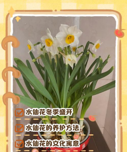 水仙花什么季节开花 水仙花什么季节开花