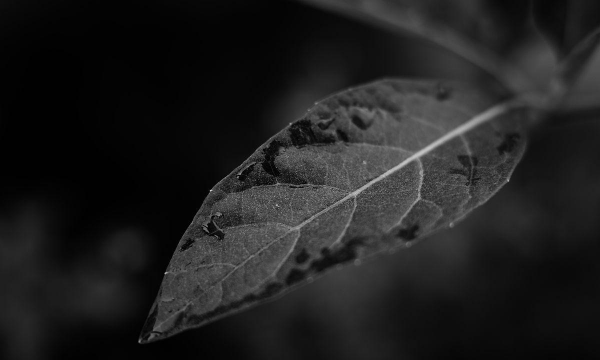 为什么树叶有黑色斑点 为什么树叶有黑色斑点