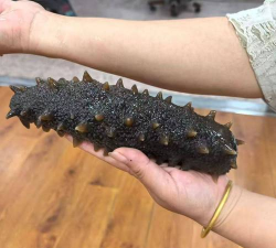 2024年野生海参多少钱一斤 2024年野生海参多少钱一斤