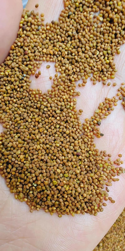 2024年菟丝子多少钱一斤 2024年菟丝子多少钱一斤