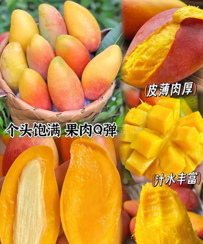 2024年贵妃芒果多少钱一斤 2024年贵妃芒果多少钱一斤
