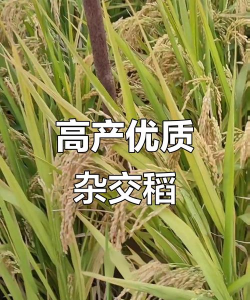 杂交水稻是什么意思 杂交水稻是什么意思