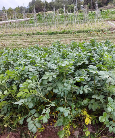 马铃薯种植技术 马铃薯种植技术